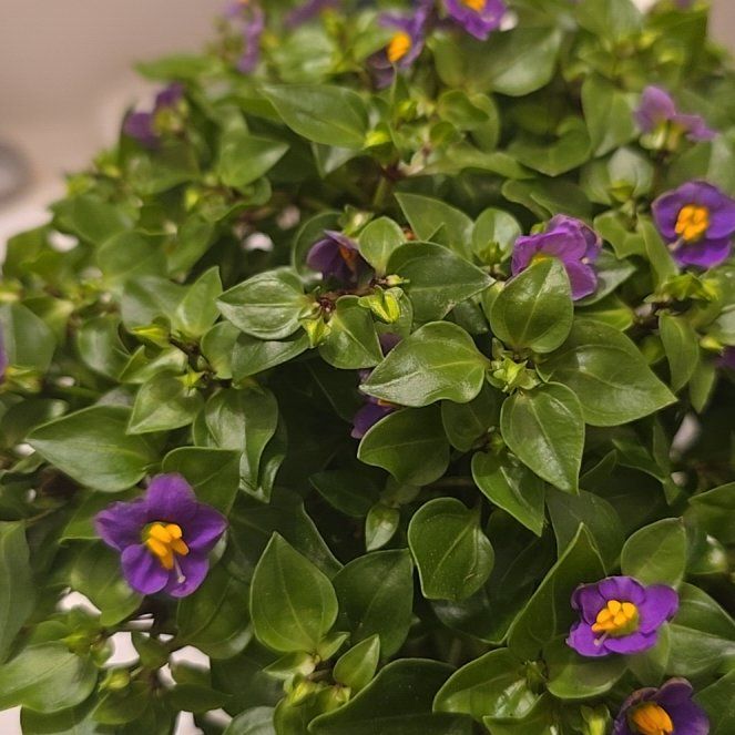 Photo of the plant species Persian violet by @VigorousTeatree named Miley on Greg, the plant care app