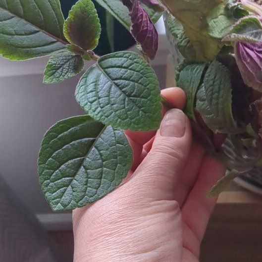 Photo of the plant species Speckled Spur Flower by @CapableRoselle named Darwin on Greg, the plant care app