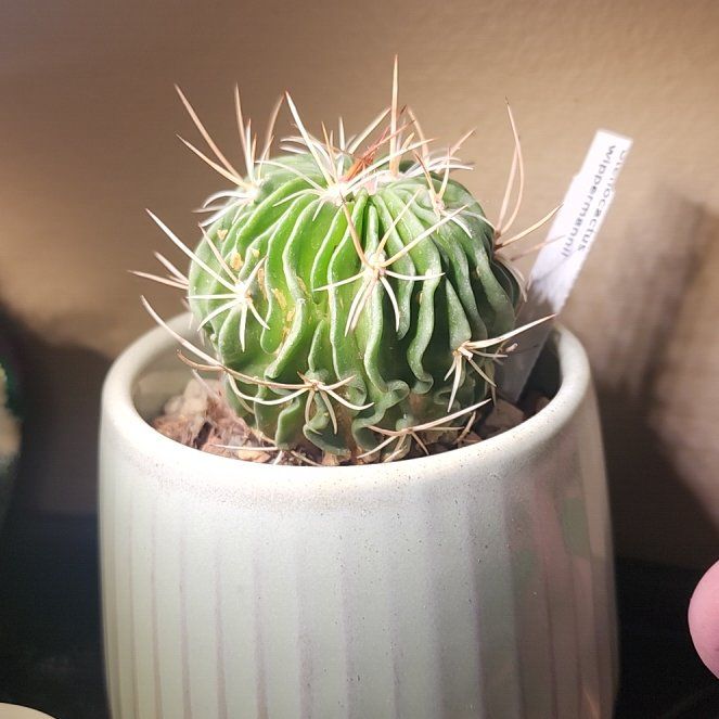 Photo of the plant species Stenocactus crispatus by @RiffRx named Yorgos on Greg, the plant care app