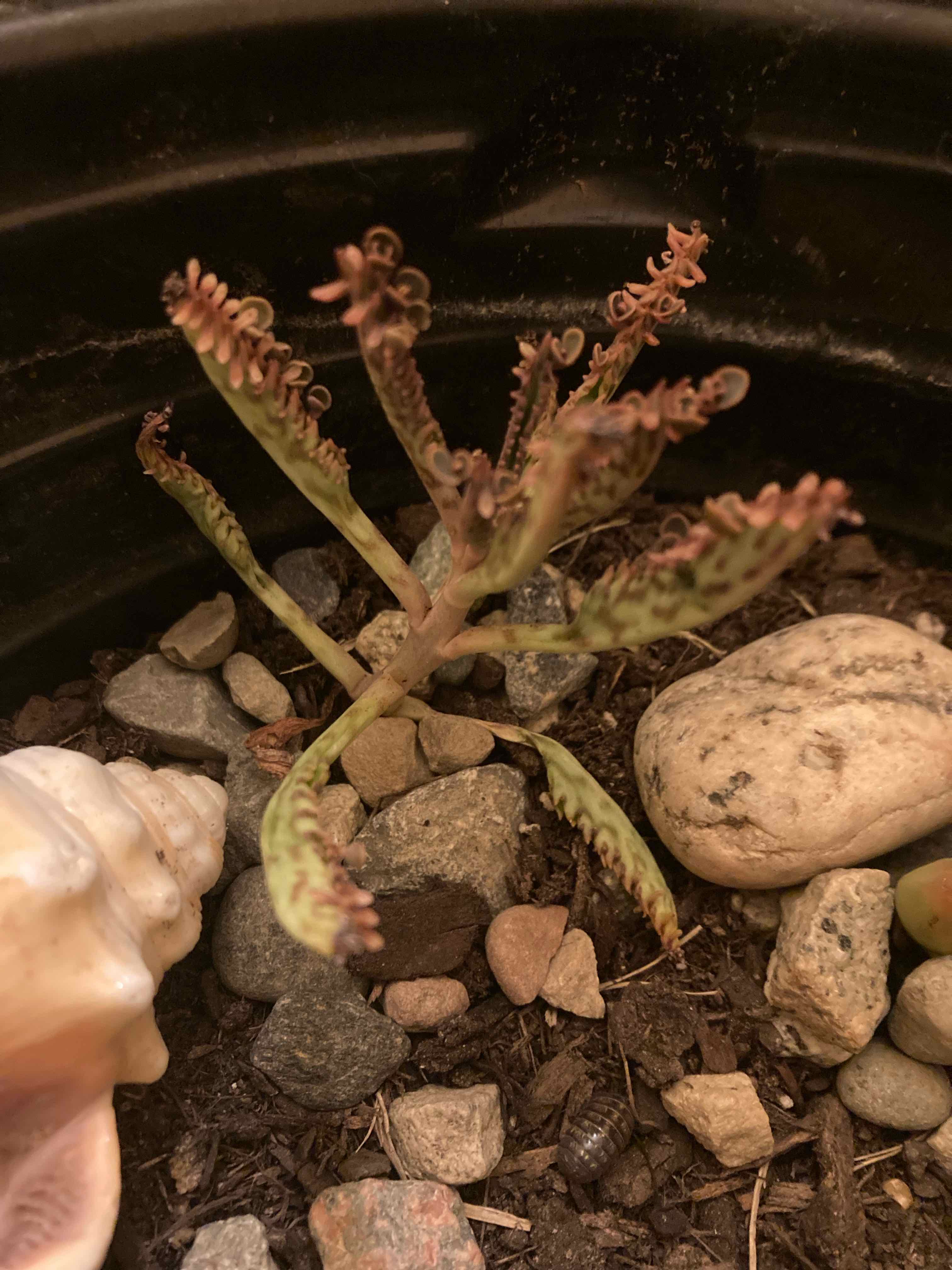 Houghton's Hybrid succulent in a pot with rocky soil, showing some browning at the leaf tips.