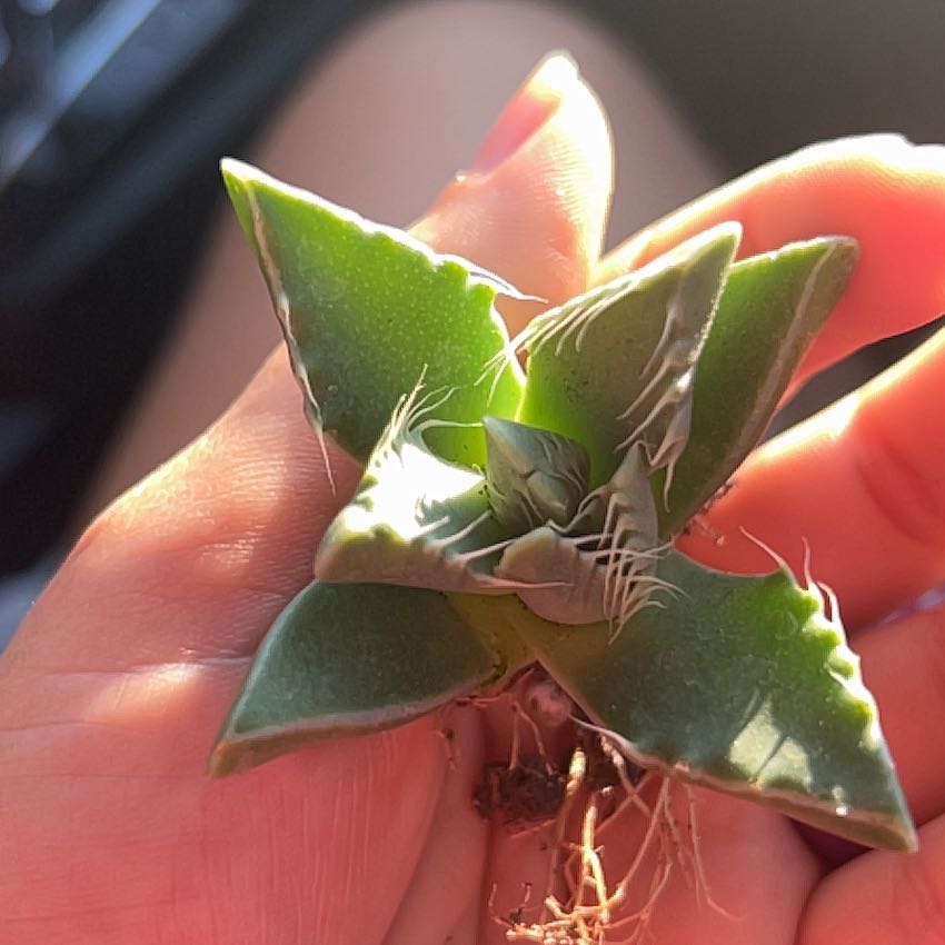 A healthy Coastal Agave plant being held by a hand.