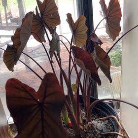 Photo of the plant species Black Magic Elephant Ear by @UrbaneComet named Gregarious on Greg, the plant care app