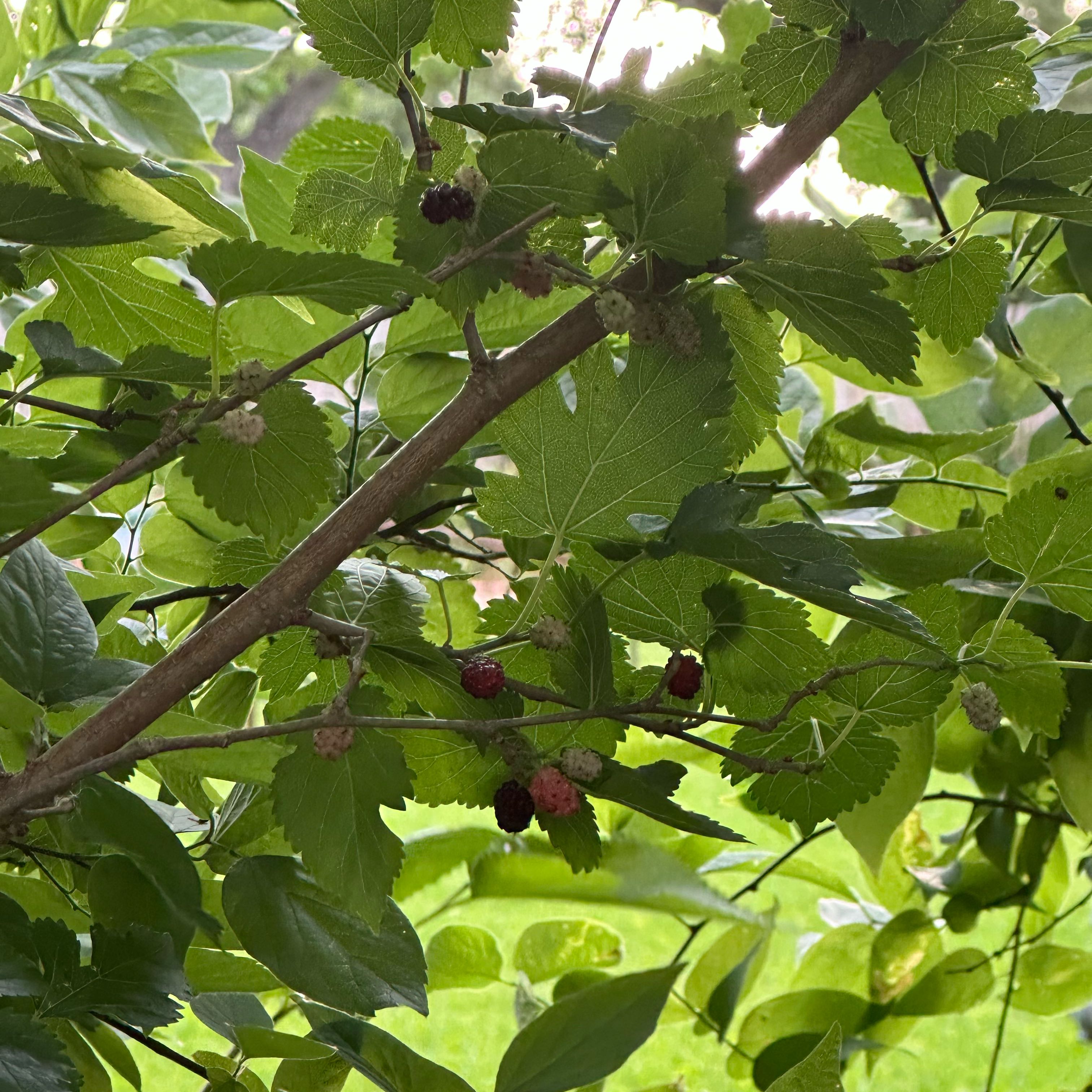 Photo of the plant species Black Mulberry by @lorenzuber named Gobi on Greg, the plant care app