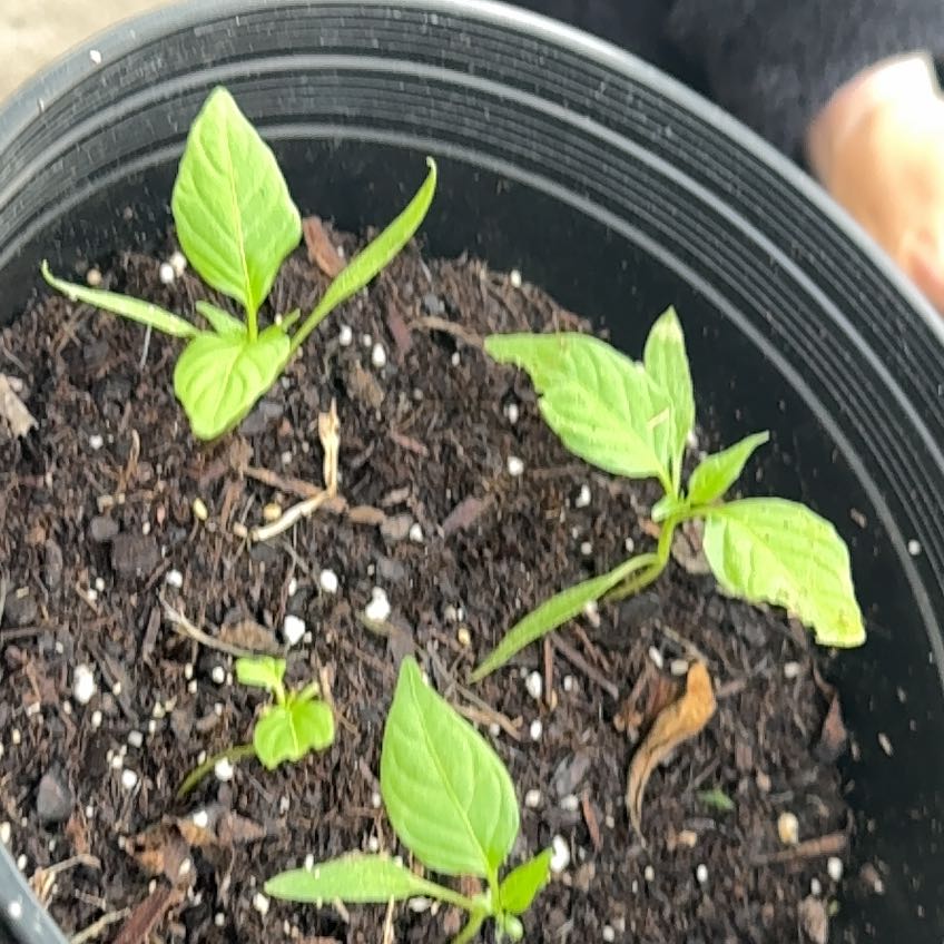 Photo of the plant species Sweet Italian Pepper by @lorenzuber named Maya on Greg, the plant care app