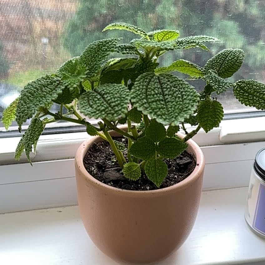 Pilea 'Moon Valley' plant in a pot on a windowsill, healthy green leaves.