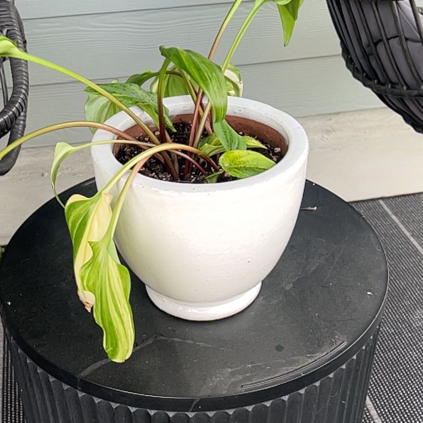 Photo of the plant species White African False Hosta by @ActiveKaro named Gobi on Greg, the plant care app