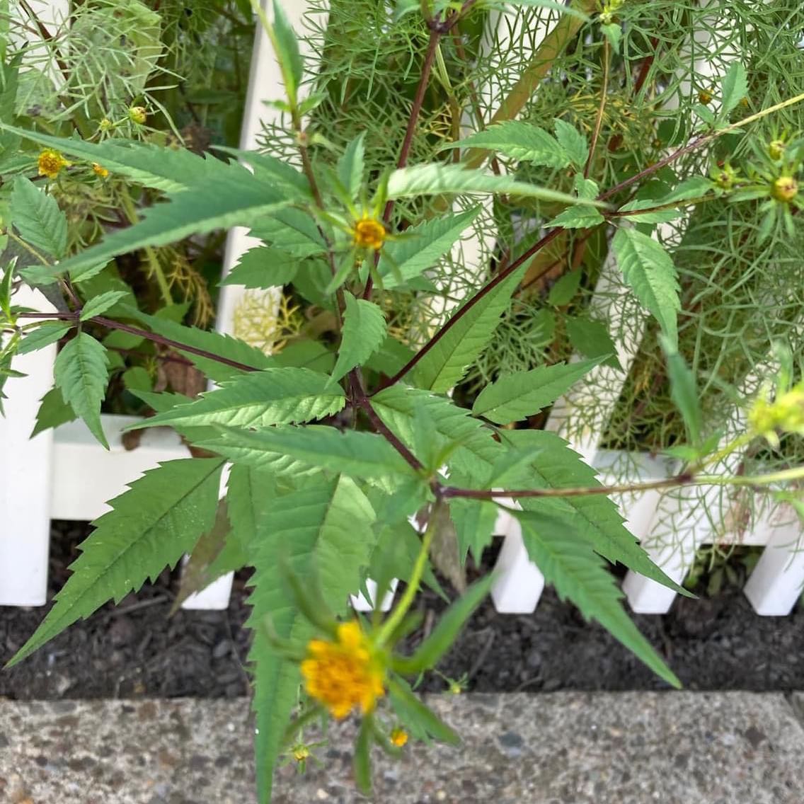Photo of the plant species Big Devils Beggarticks by @RelievedRedpine named Queen on Greg, the plant care app