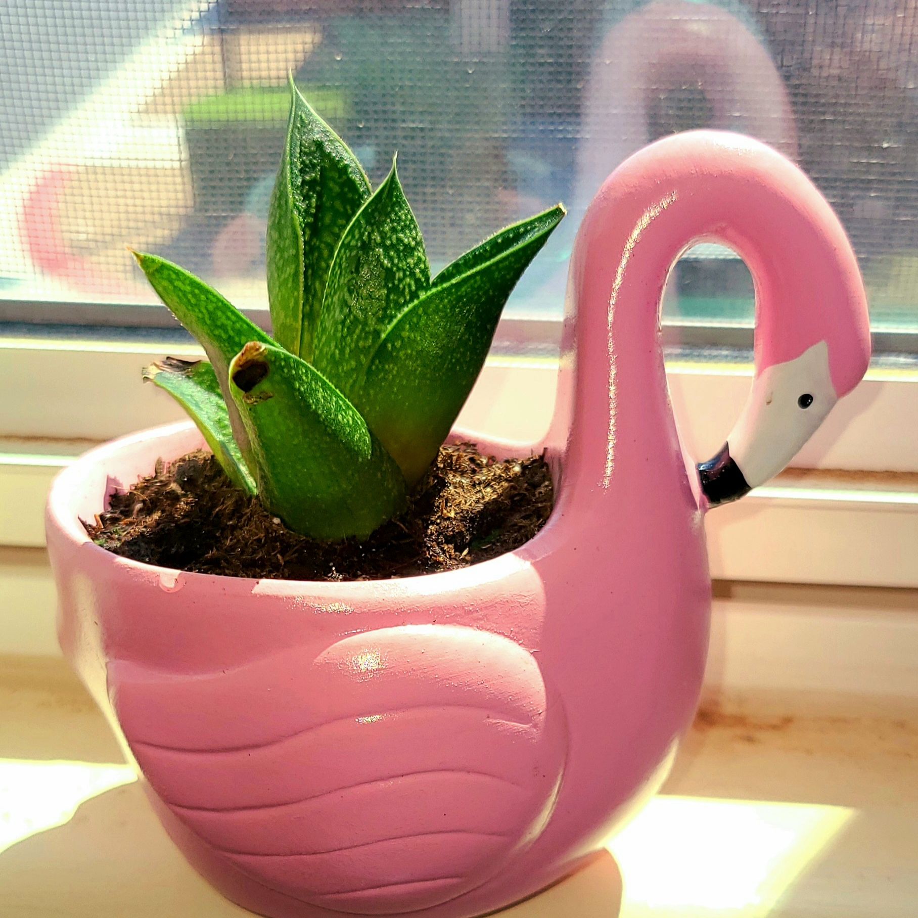 Gasteraloe 'Flow' plant in a pink flamingo-shaped pot with a small brown spot on one leaf.