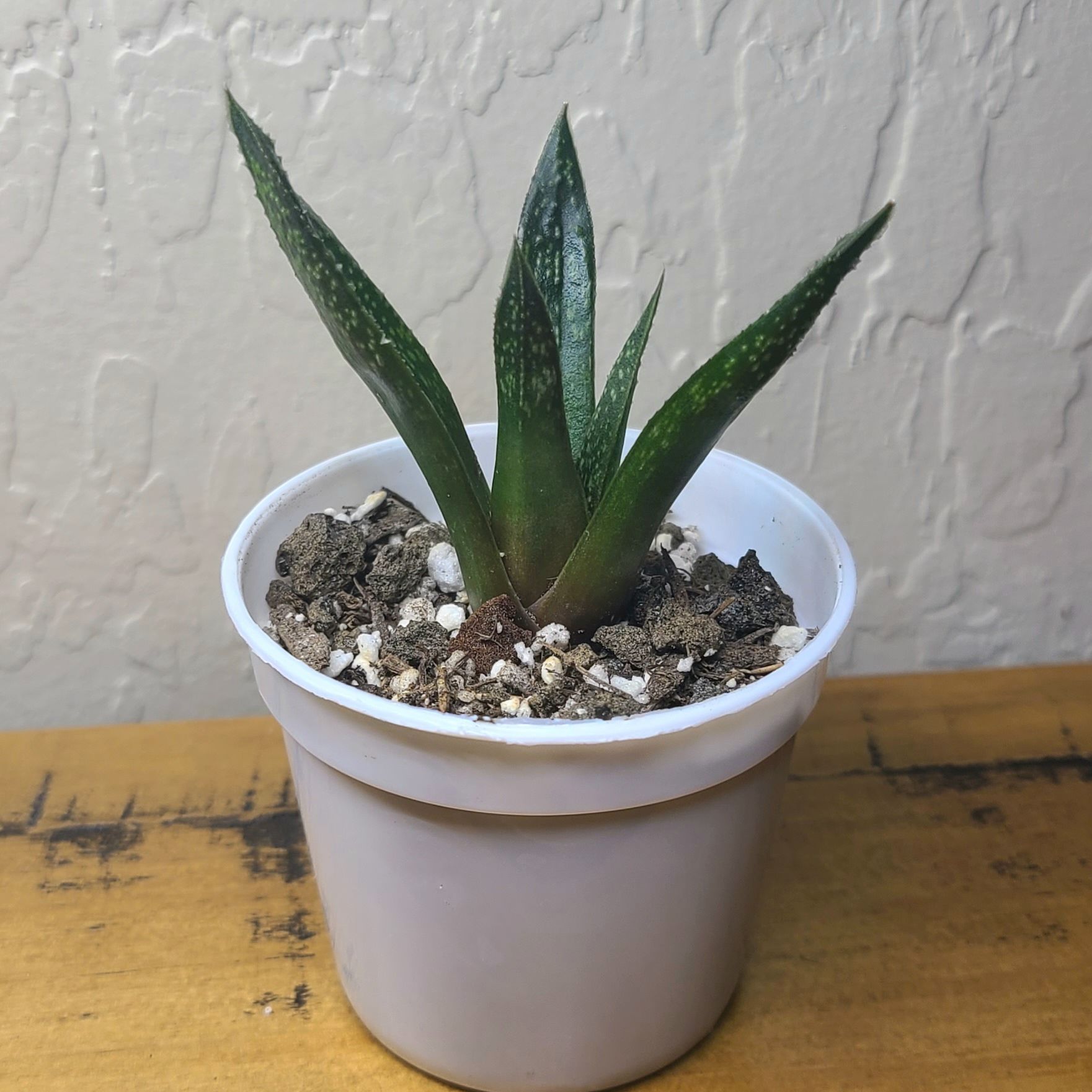 Vera