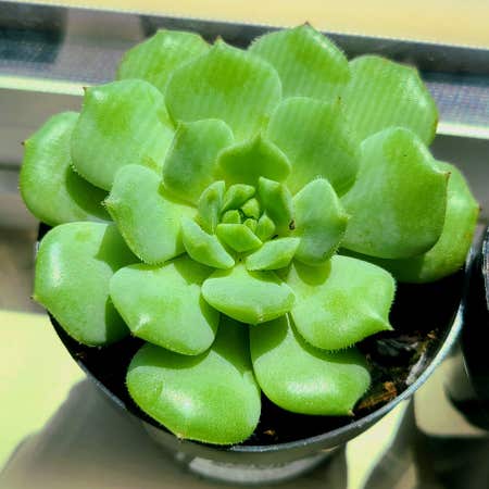 Photo of the plant species Echeveria 'Dondo' by @LittleSongbird named Joy R.I.P. on Greg, the plant care app