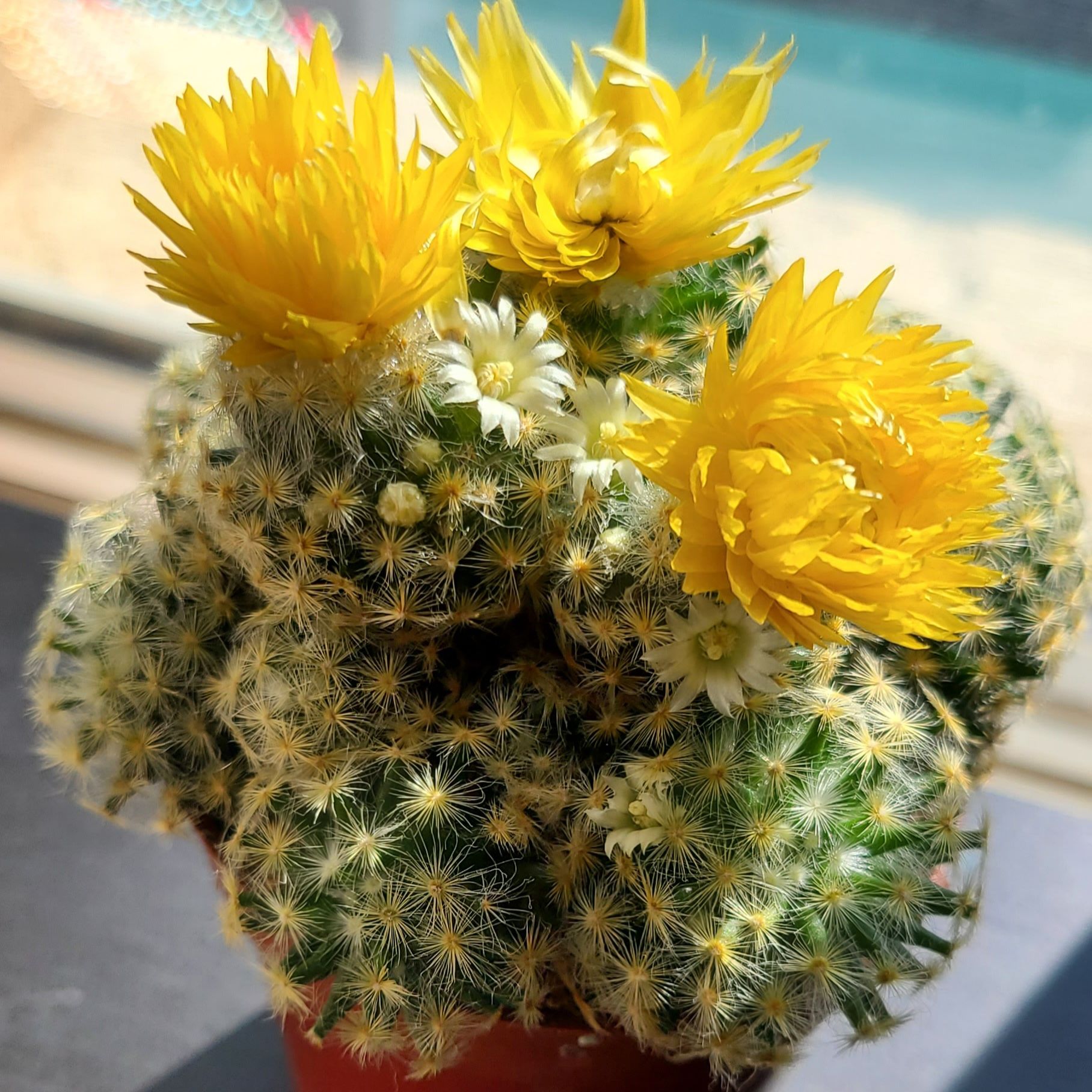 Photo of the plant species Isla Carmen Pincushion Cactus by @LittleSongbird named Starry on Greg, the plant care app