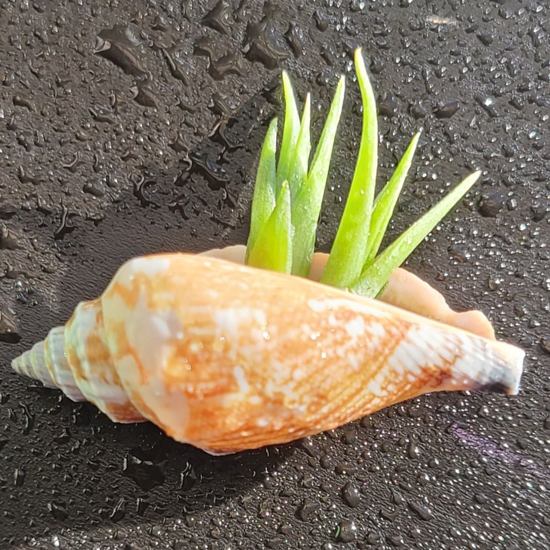 Aeranthos Air Plant growing out of a seashell on a wet, dark surface.