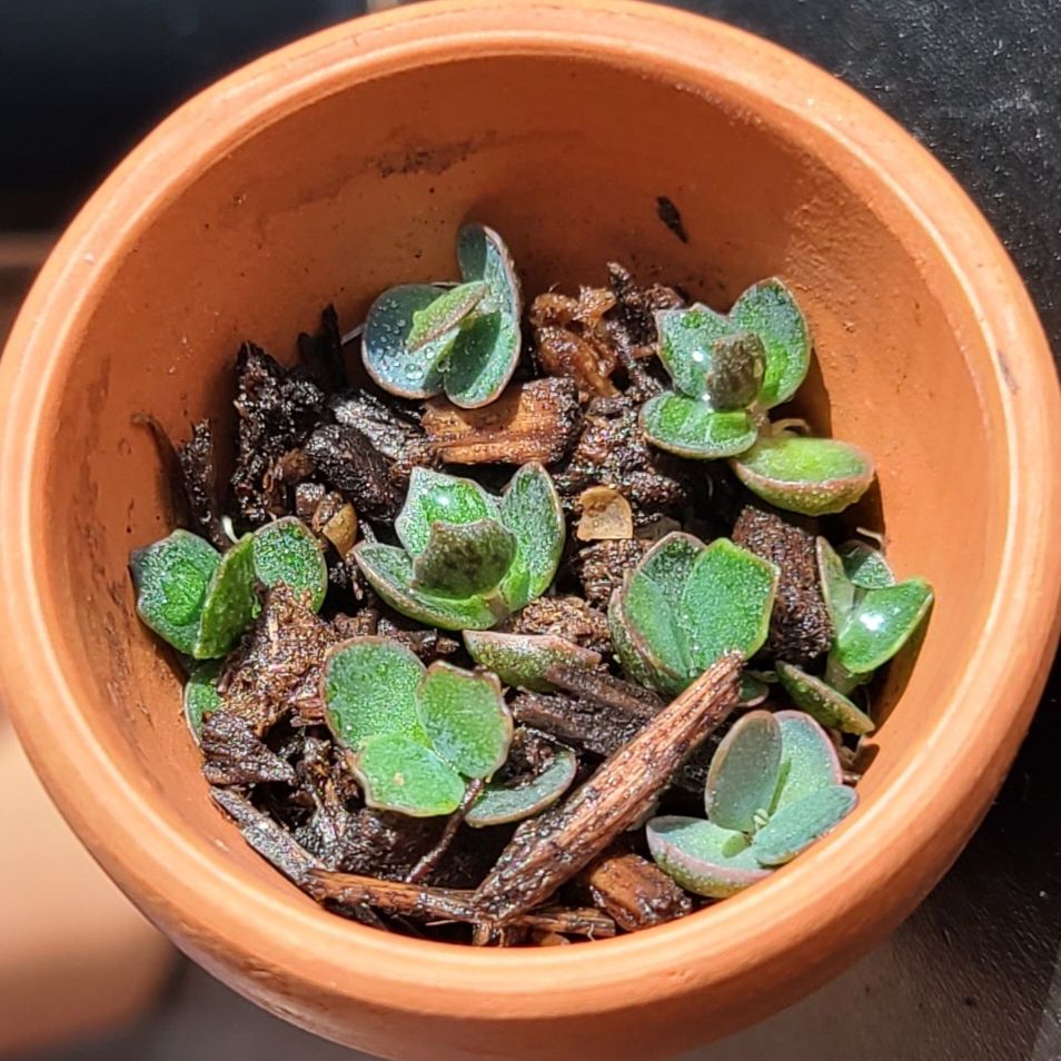 Photo of the plant species Mother of Millions by @LittleSongbird named Sarah on Greg, the plant care app