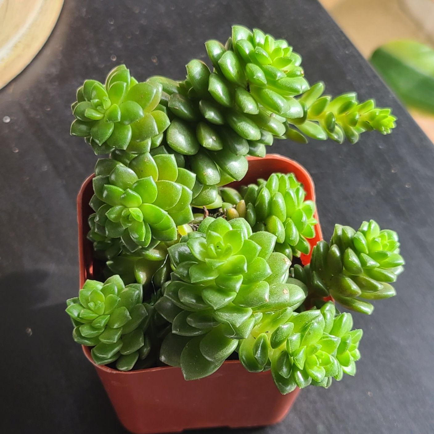 Cremnosedum 'Little Gem' uploaded to the Greg plant app by @LittleSongbird