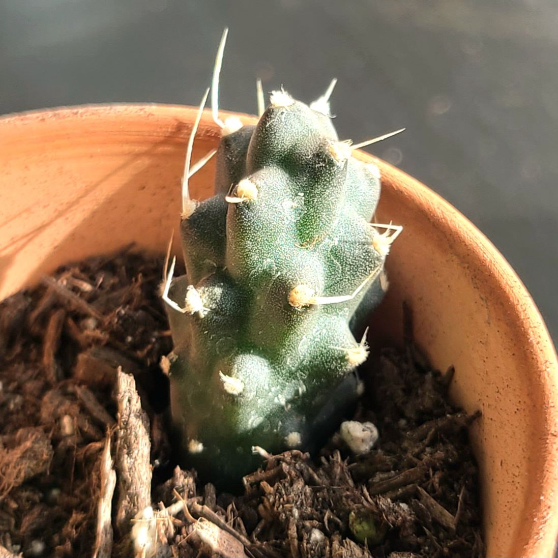 Small Paper Spine Cactus in a terracotta pot with visible soil.