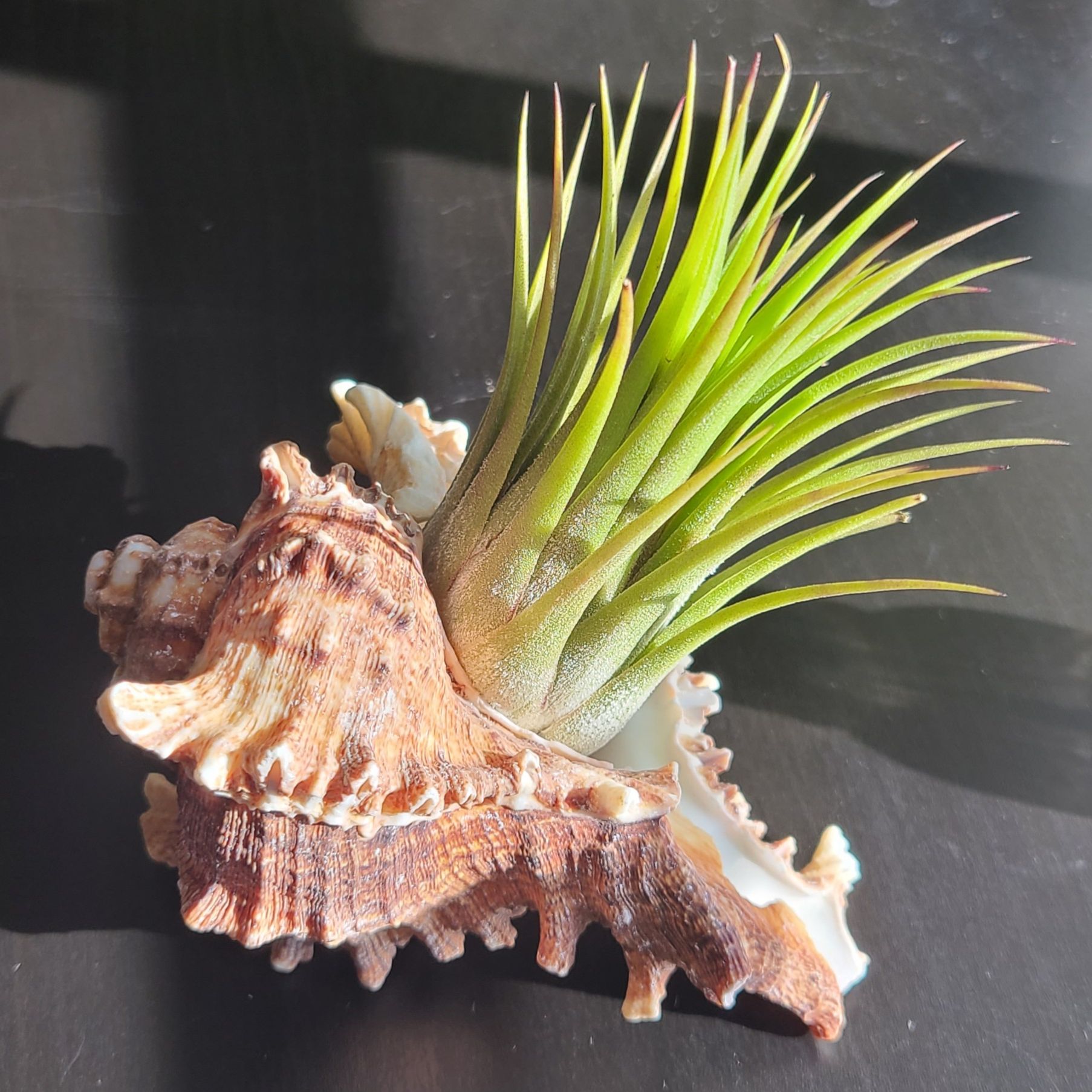Photo of the plant species Rubra Air Plant by @LittleSongbird named Victoria on Greg, the plant care app