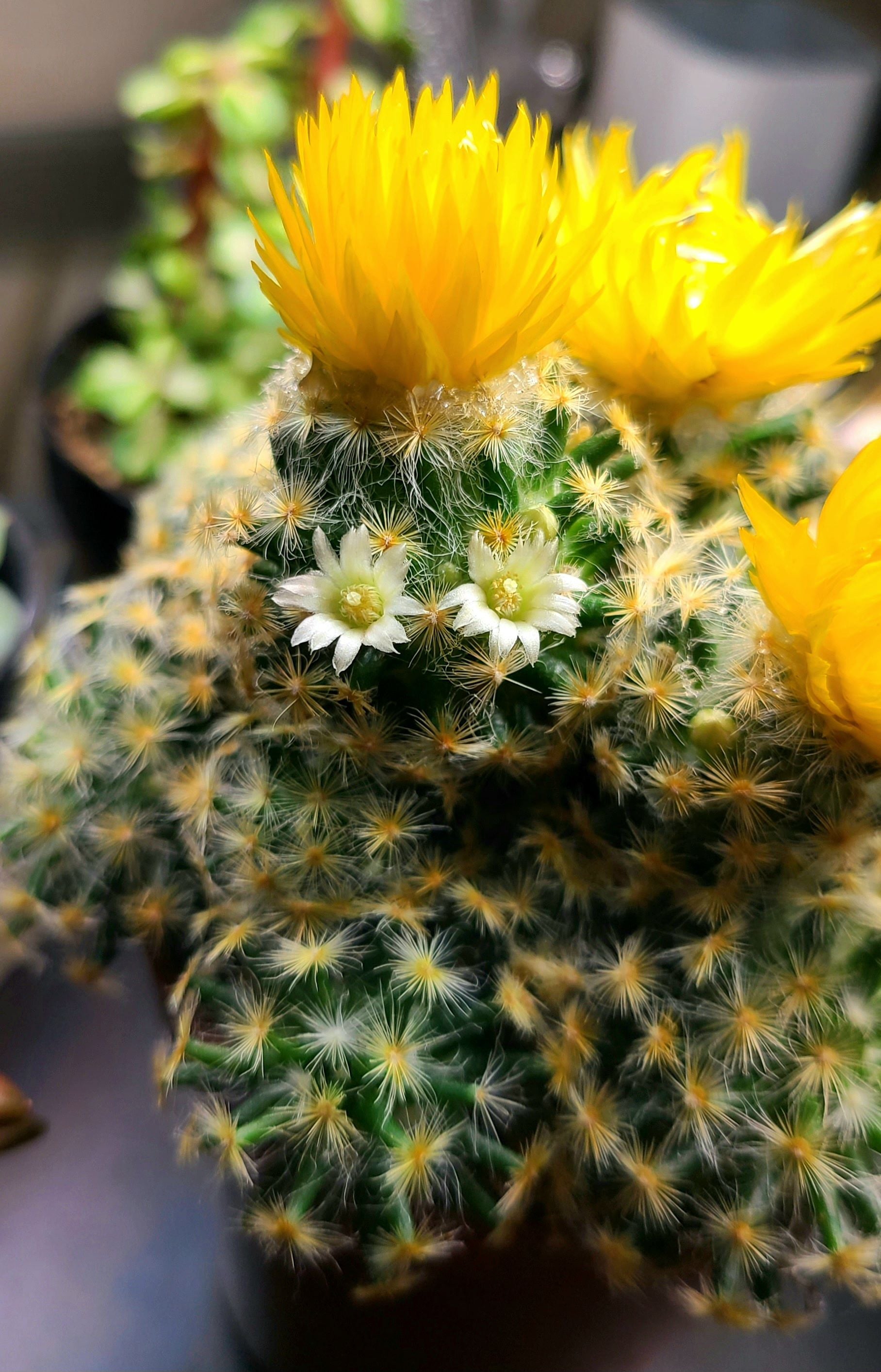 Isla Carmen Pincushion Cactus Plant Care Water, Light, Nutrients