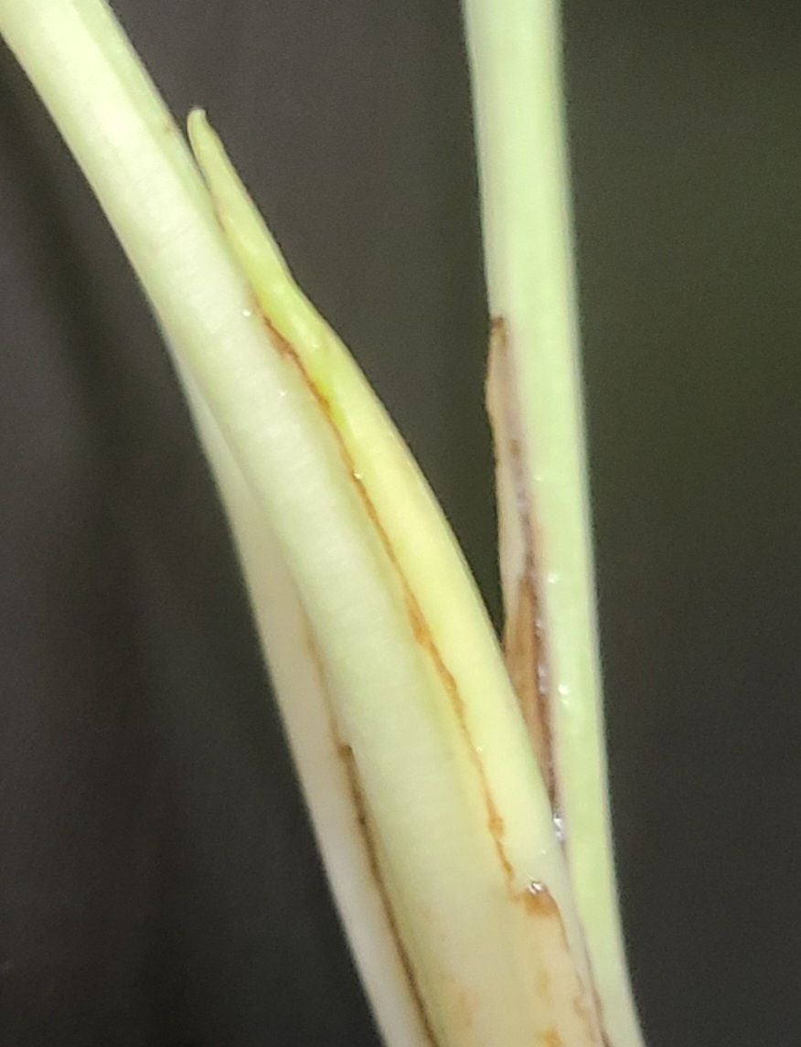 ️ Why Are There Brown Spots on My Snow Queen Pothos?