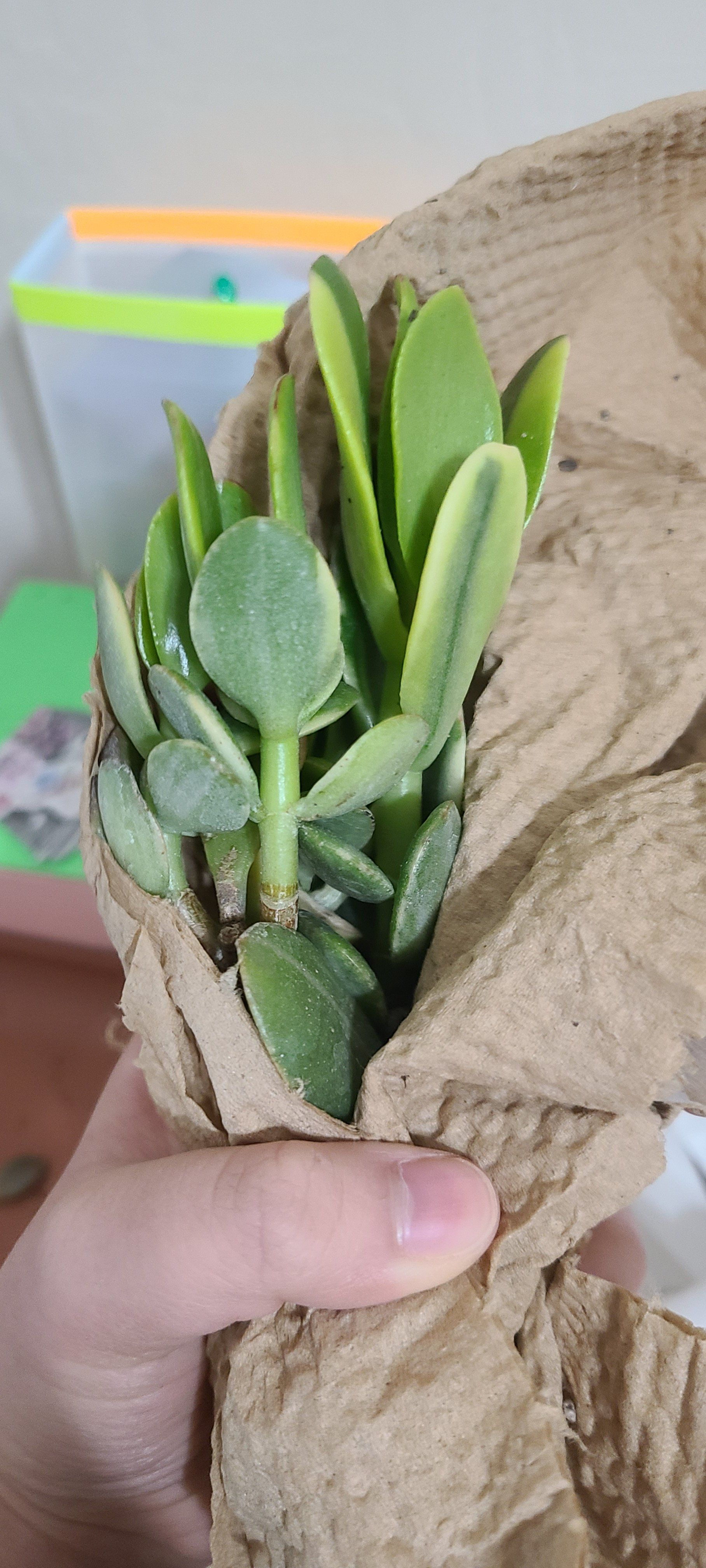 Jade Plant wrapped in brown paper, held by a hand.