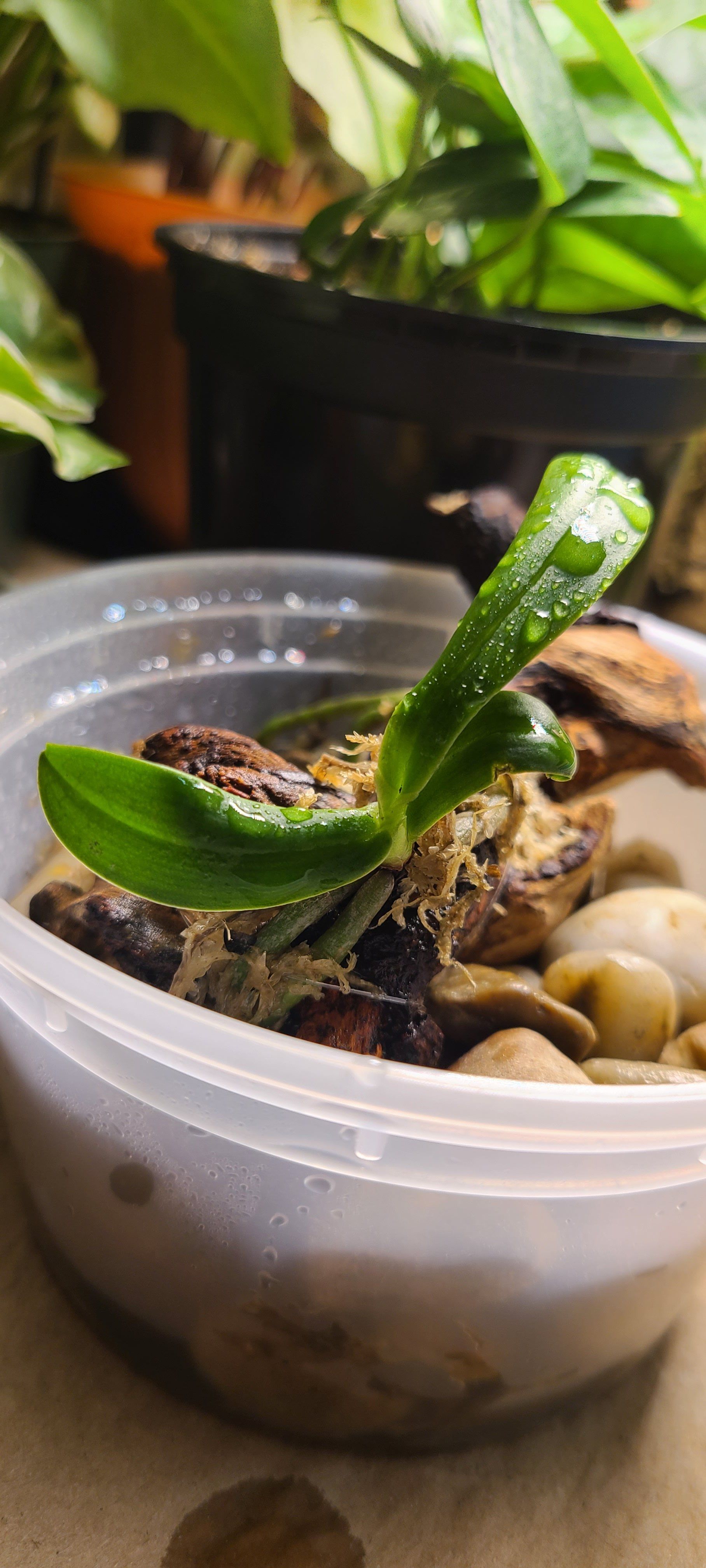 Photo of the plant species Sedirea japonica by @LittleSongbird named Anica on Greg, the plant care app