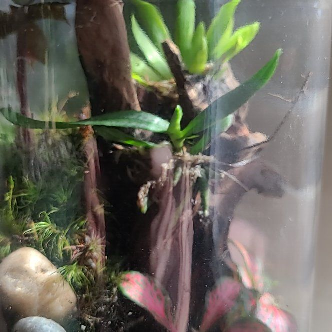 Plant care for Fragrant Haraella on Greg, the plant care app
