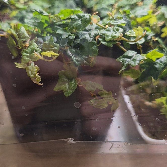 Photo of the plant species Ficus 'String of Frogs' by @LittleSongbird named Bruce Lee on Greg, the plant care app