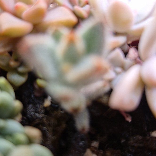 Photo of the plant species Kalanchoe by @LittleSongbird named Delilah on Greg, the plant care app