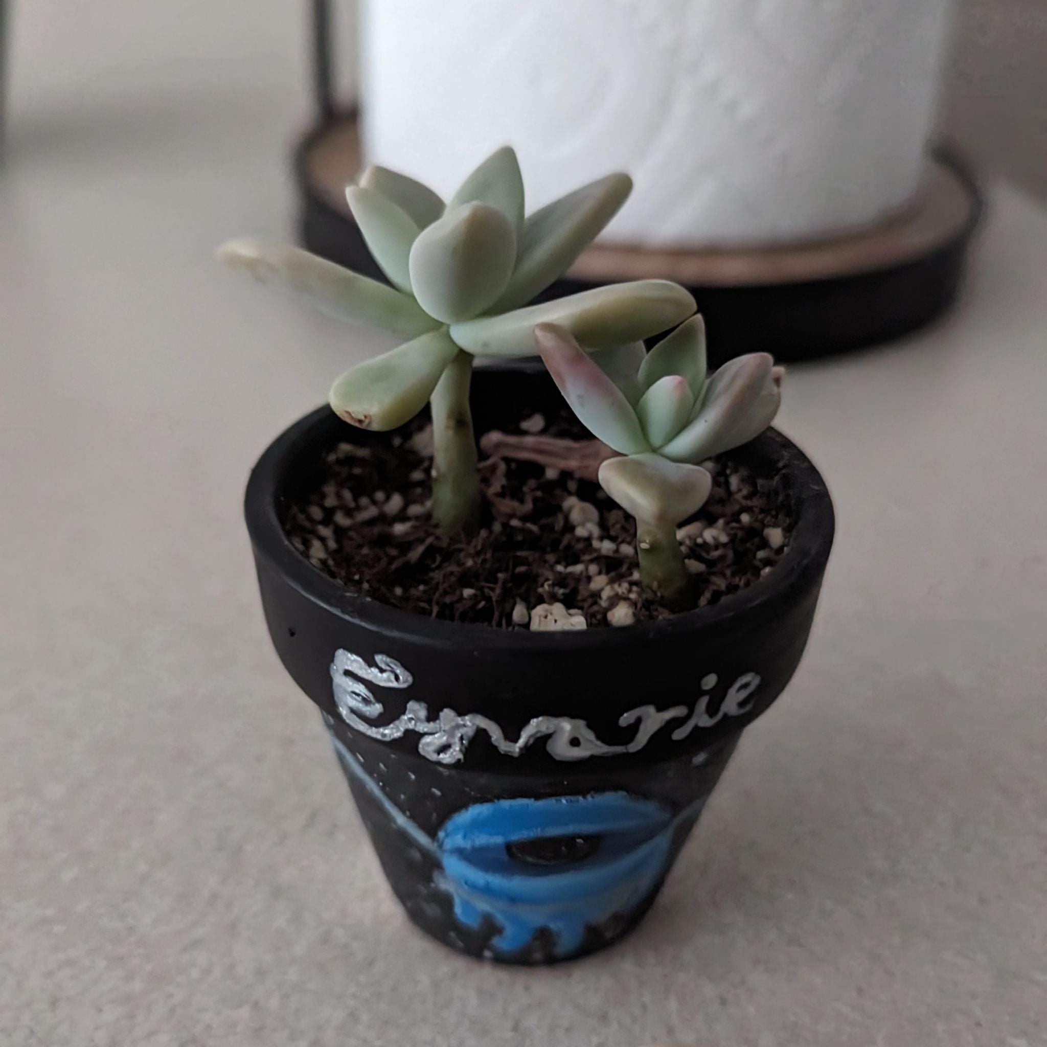 Photo of the plant species Sedum nussbaumerianum 'Coppertone' by @DynamiteCapemay named 🤍 Eyvarie 🔮 on Greg, the plant care app