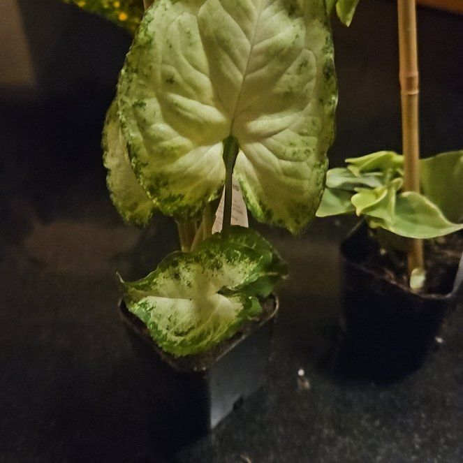 Photo of the plant species Strawberry Splash by @WiredMuskflower named Shortcake on Greg, the plant care app
