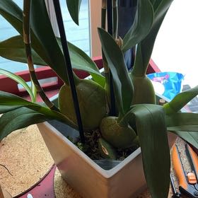 Photo of the plant species Oncostelopsis 'Irish Treasure' Orchid by @SirSandcherry named Zeus on Greg, the plant care app
