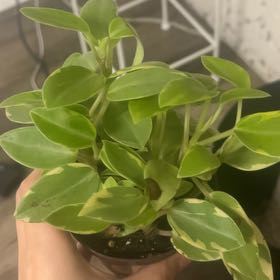 Photo of the plant species variegated teardrop by @SleekKaramu named Daphne on Greg, the plant care app