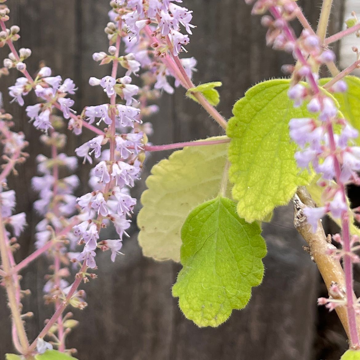 Photo of the plant species Gingerbush by @CoolCapsicum named Gingerbush on Greg, the plant care app