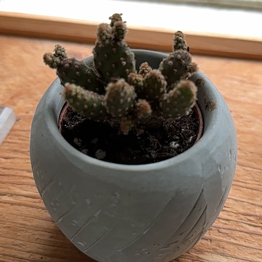 Photo of the plant species Mini Prickly Pear by @StoriedAlula named Rosa on Greg, the plant care app