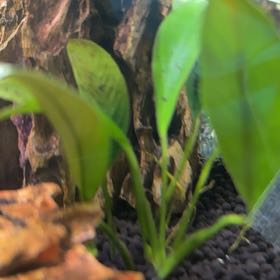 Photo of the plant species Laceleaf by @IdolSmellfox named Peter Parker on Greg, the plant care app