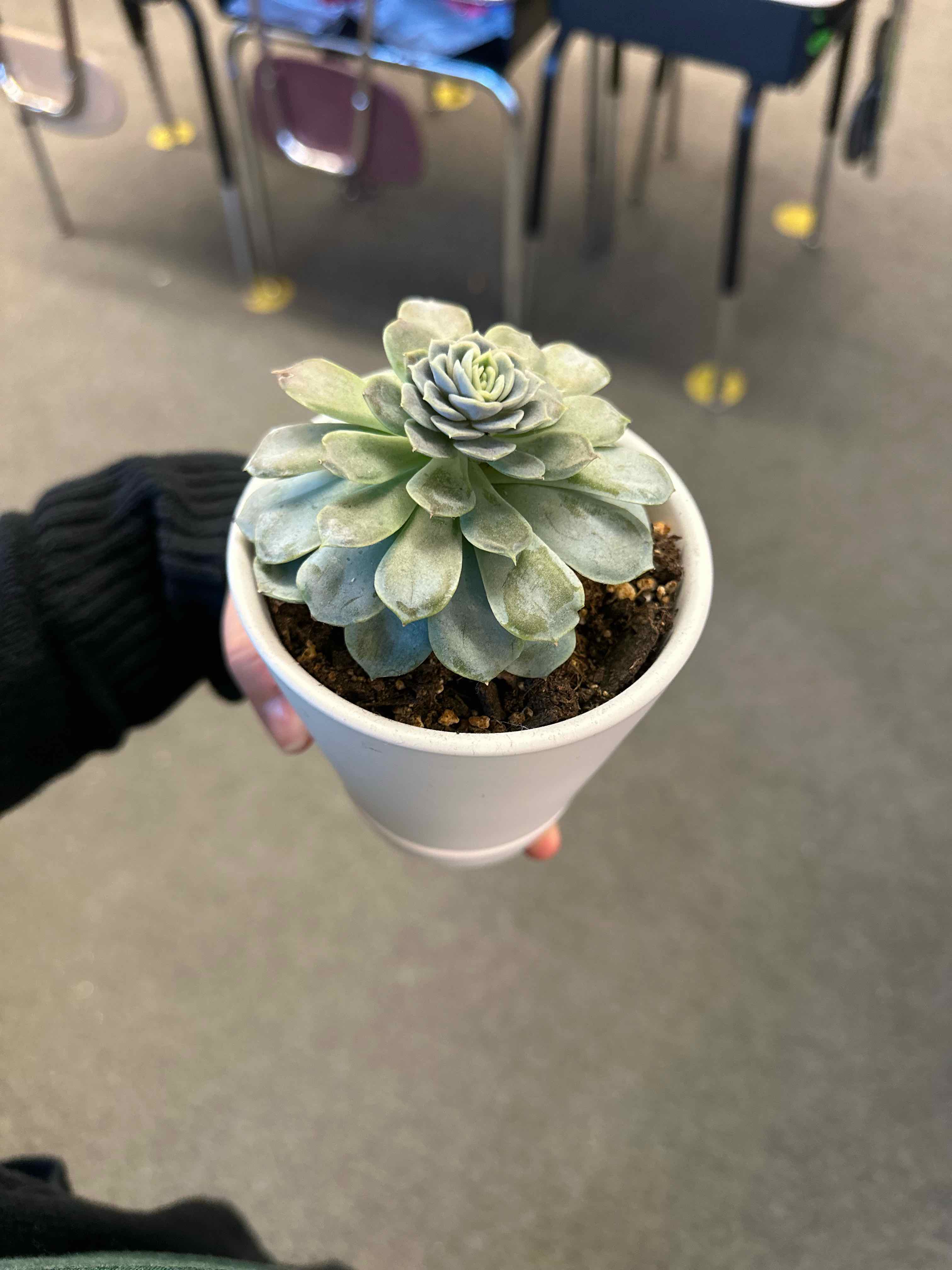 Echeveria 'Arctic Ice' succulent in a white pot held by a hand, classroom background.