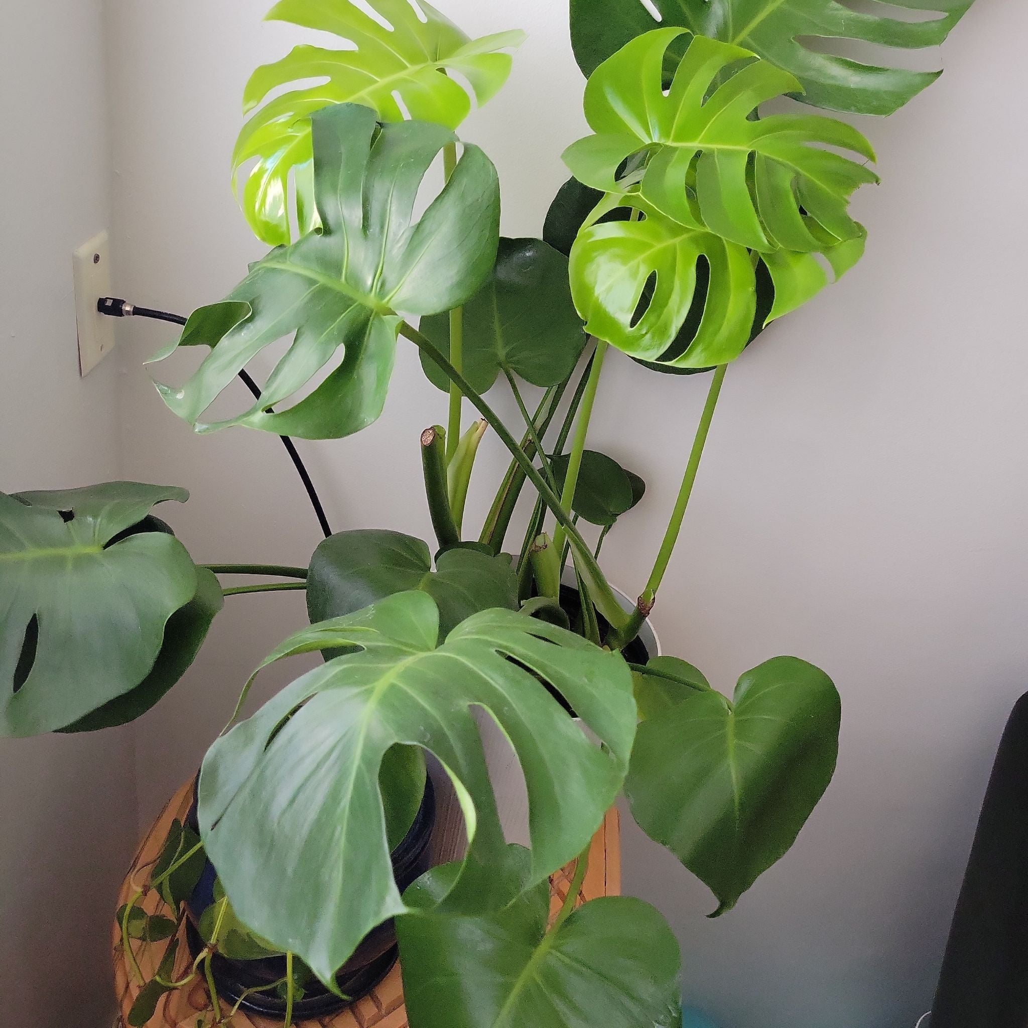 How Often Should You Fertilize Monstera: Expert Tips & Schedule