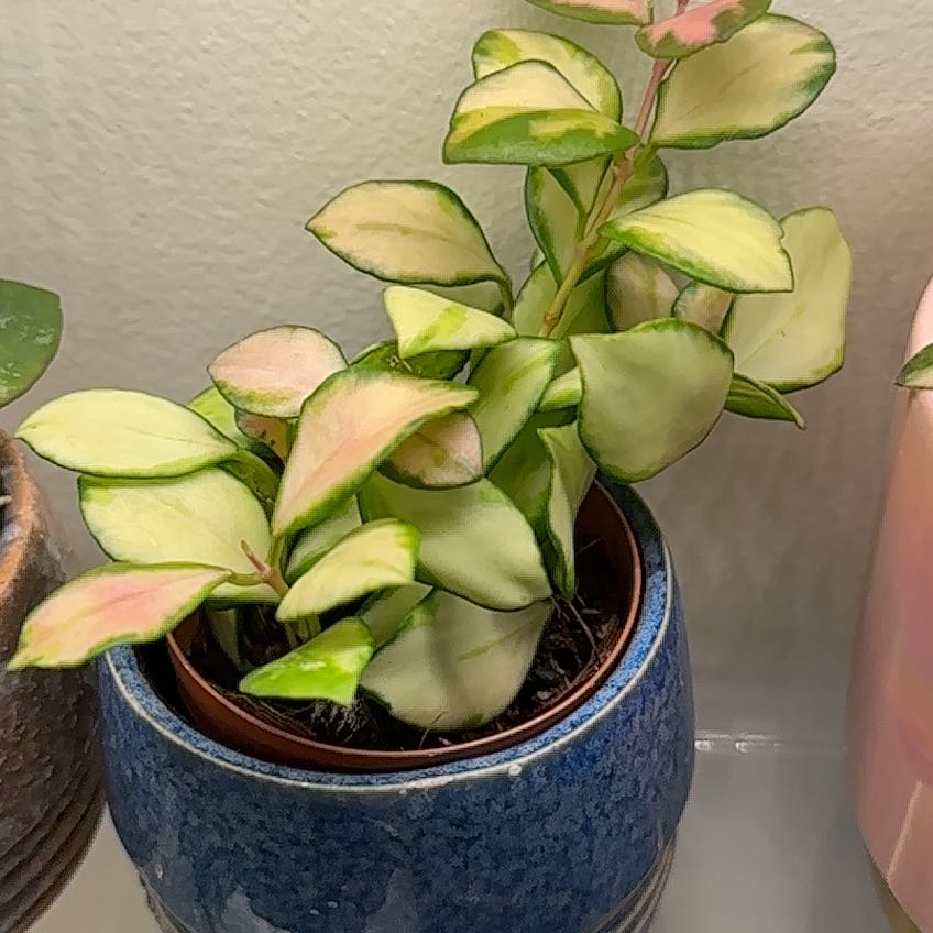 Potted Hoya heuschkeliana with variegated leaves in a blue pot.