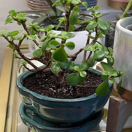 Photo of the plant species Bonsai Crassula by @katiemc715 named Zion on Greg, the plant care app
