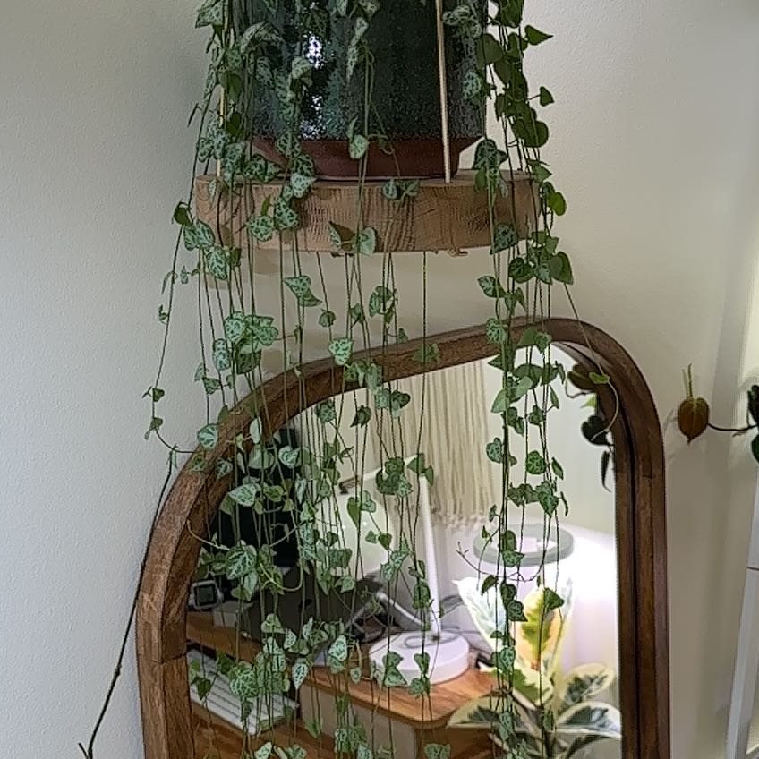 Trailing String Of Arrows plant with heart-shaped leaves, well-framed and healthy.