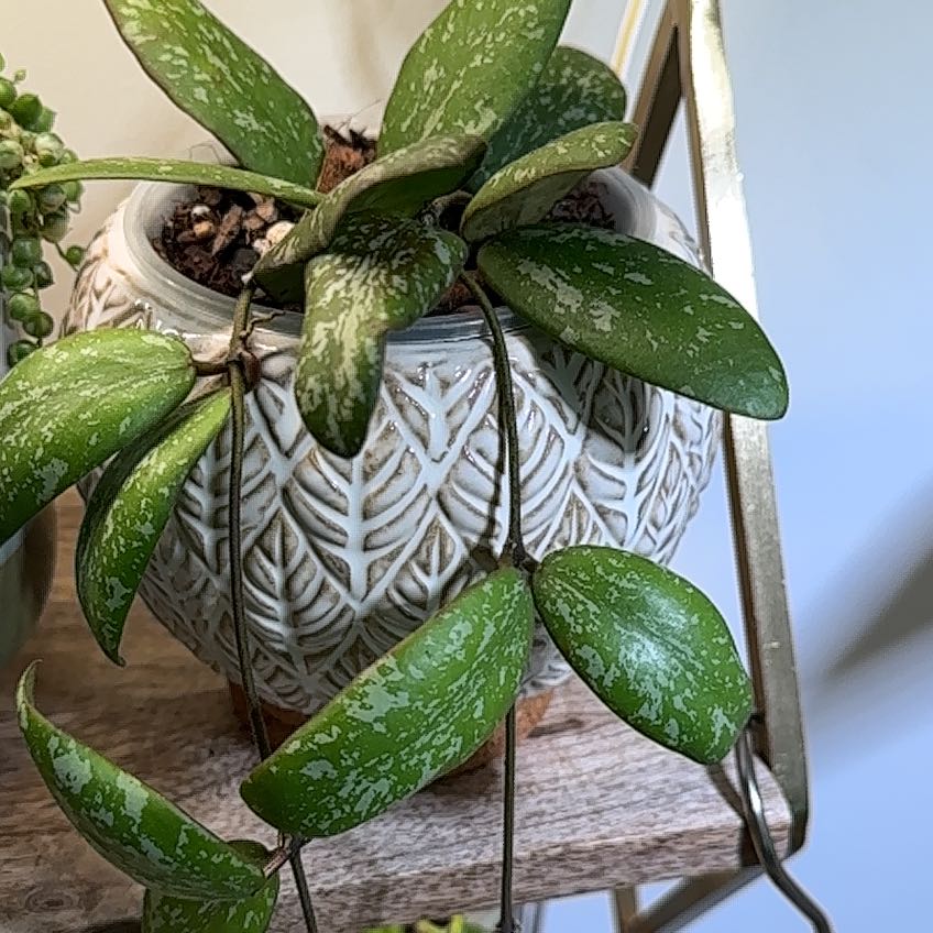 Hoya Sigillatis plant in a decorative pot with green speckled leaves.