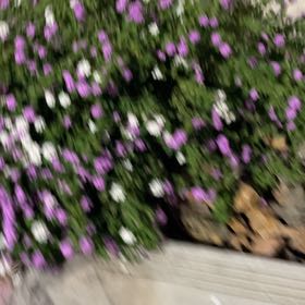 Photo of the plant species Giant Herb-Robert by @HolyDonkeytail named Osmo on Greg, the plant care app