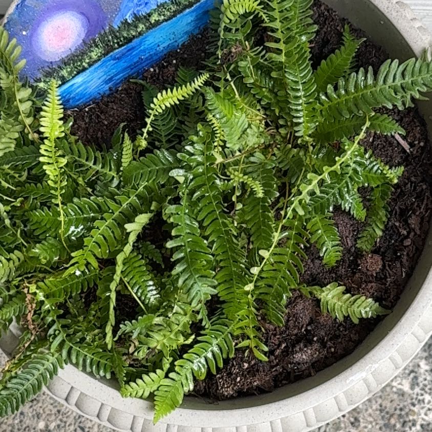 Photo of the plant species Deer Fern by @KookyGreenbeans named Fern on Greg, the plant care app