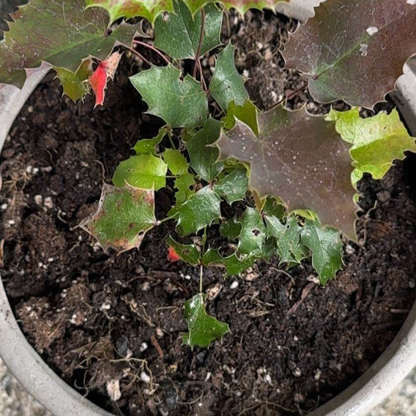 Photo of the plant species Oregon Grape by @KookyGreenbeans named Oregon Grape on Greg, the plant care app