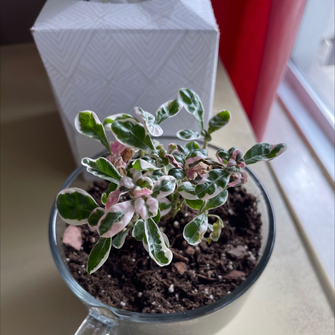 Photo of the plant species Emerald Gaiety Euonymus by Kallan named Imogen on Greg, the plant care app