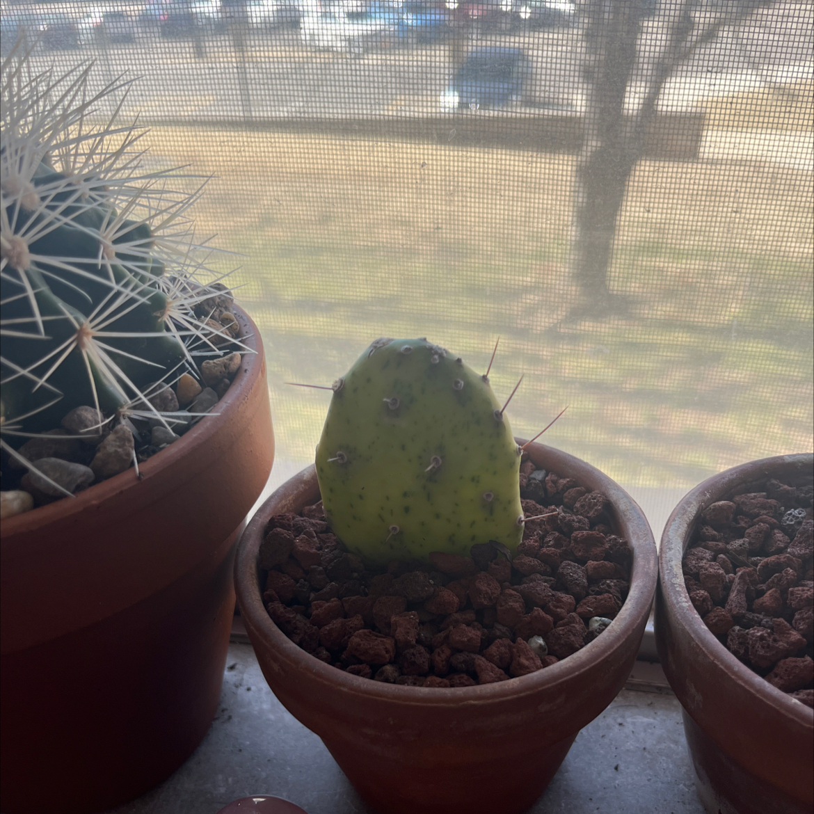 Cochineal Cactus in a pot near a window with visible discoloration and spots.