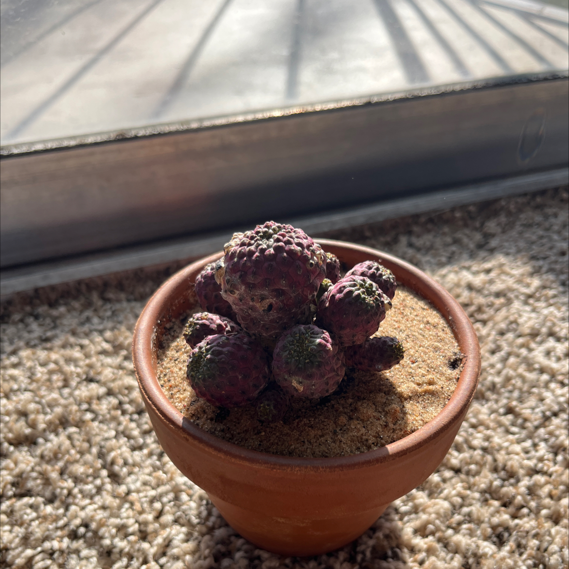 Potted Rebutia canigueralii cactus on a carpeted surface near a window.