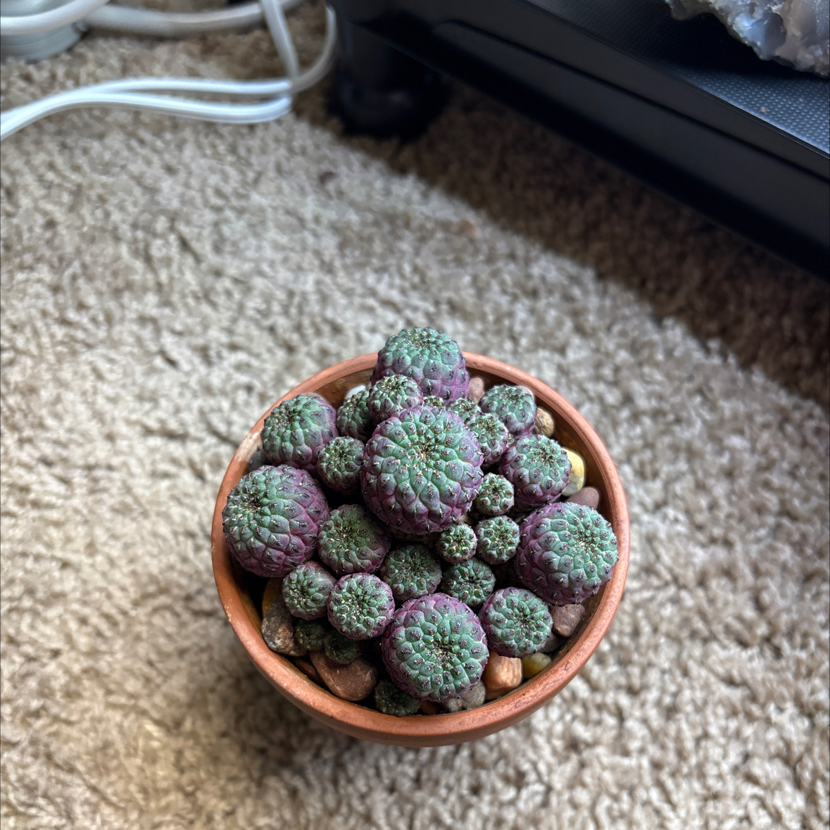 Photo of the plant species Rebutia canigueralii by @Clara8131 named Plato on Greg, the plant care app