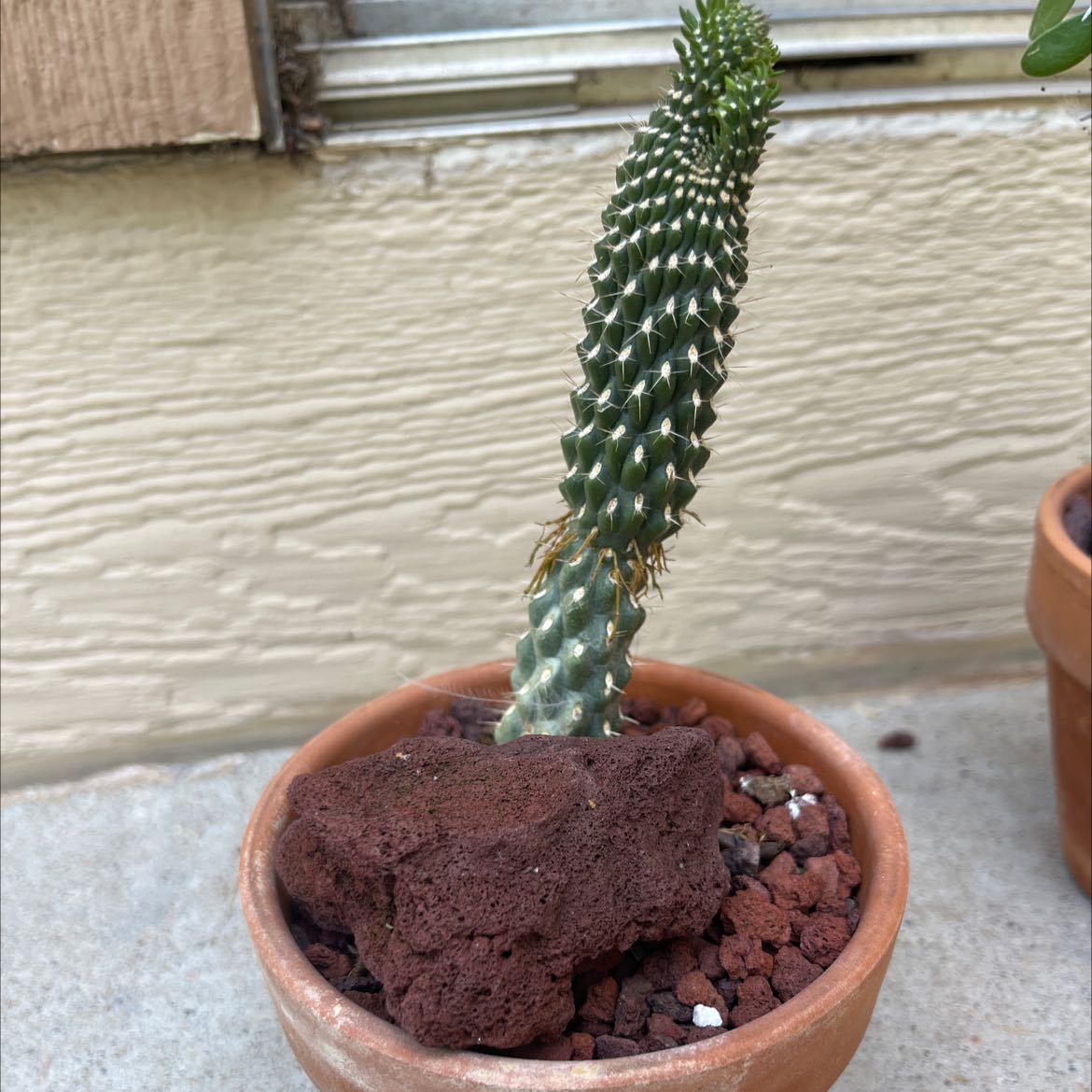 Cane Cholla plant in a small pot with rocky soil, healthy and well-framed.