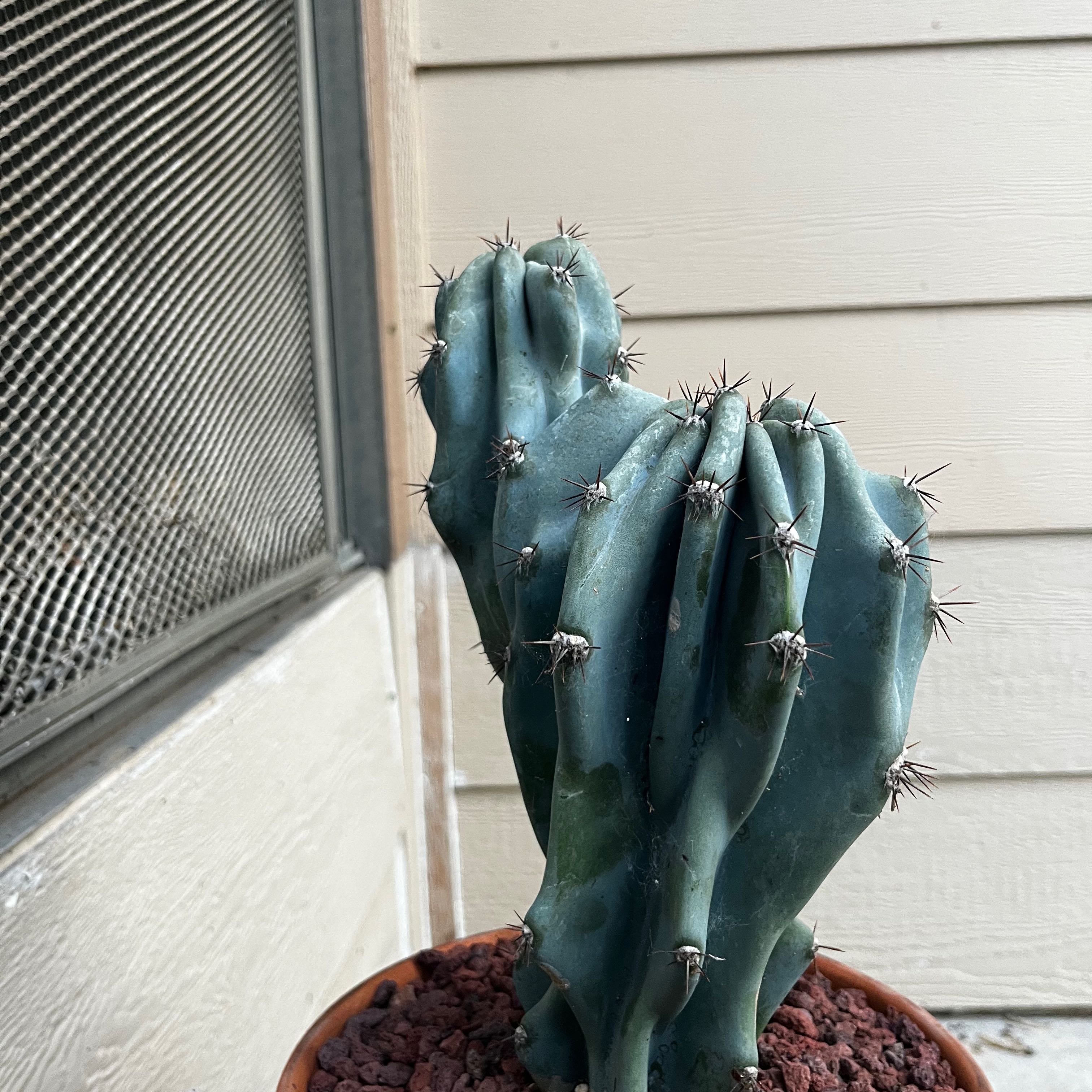 Photo of the plant species Blue Myrtle Cactus by @Clara8131 named Prince on Greg, the plant care app