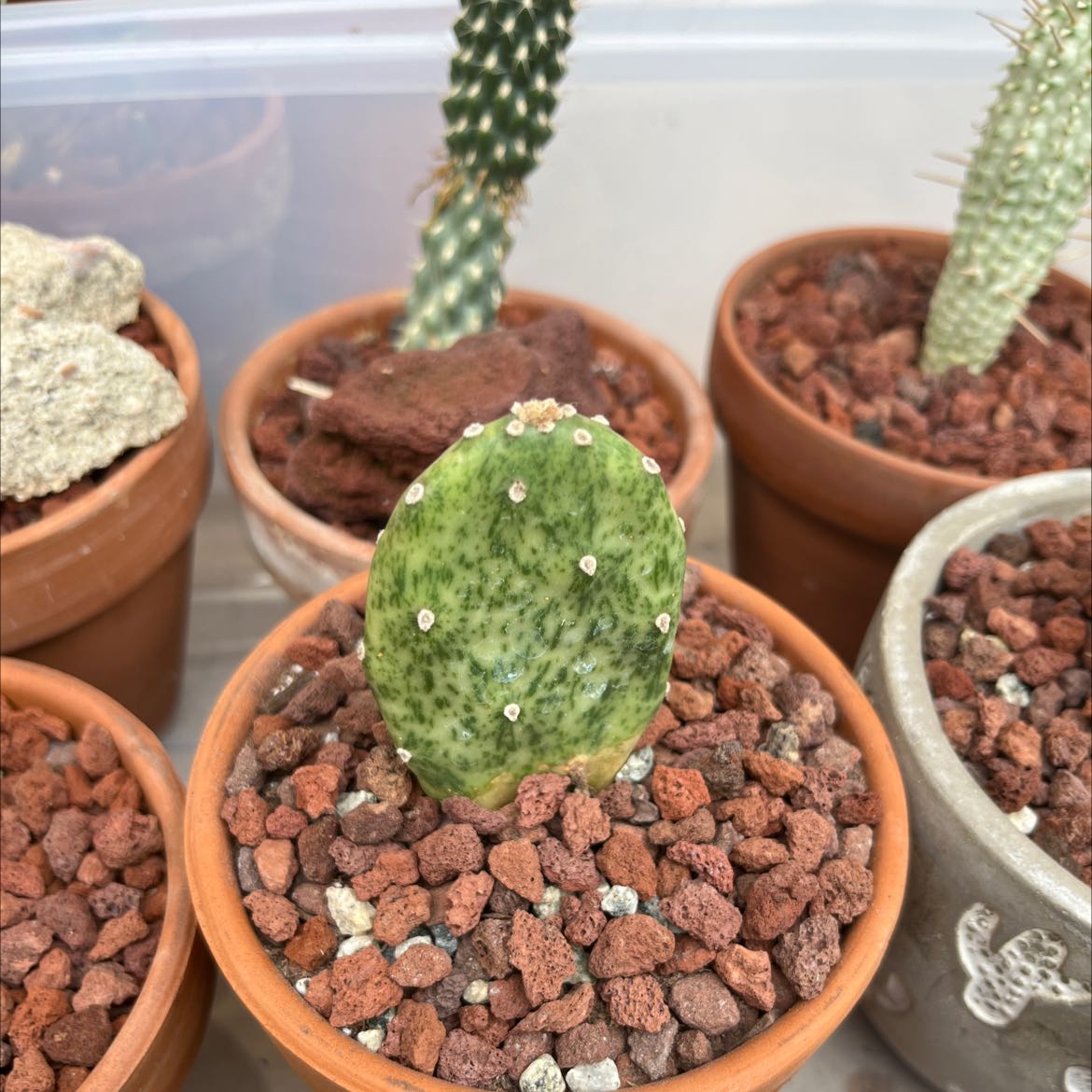 Potted Few-Spined Marble-Seeded Prickly Pear cactus with visible soil and healthy appearance.